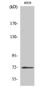 ABCG2 Polyclonal Antibody[4053