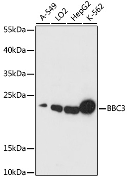 BBC3 Rabbit Polyclonal Antibod