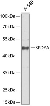SPDYA Rabbit Polyclonal Antibo