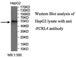FCRL4 Antibody[40042]