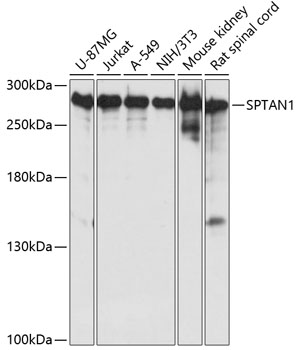 SPTAN1 Rabbit Polyclonal Antib