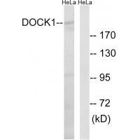 DOCK1 Antibody[34642]