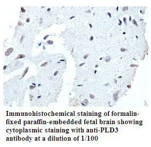 PLD3 Antibody[39791]