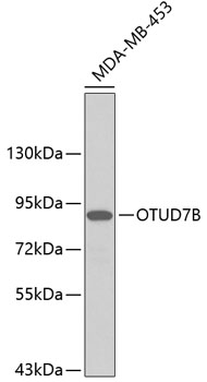 OTUD7B Rabbit Polyclonal Antib
