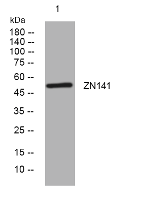ZN141 rabbit pAb[48287]