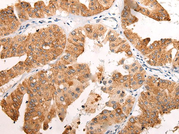 EMC7 Antibody[43869]