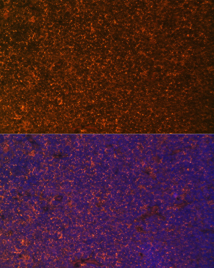 TNFRSF25 Rabbit Polyclonal Ant