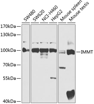 IMMT Rabbit Polyclonal Antibod