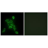 COX6C Antibody[34225]