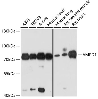 AMPD1 Rabbit Polyclonal Antibo