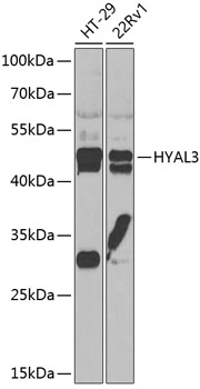 HYAL3 Rabbit Polyclonal Antibo