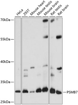 PSMB7 Rabbit Polyclonal Antibo