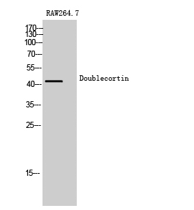 Doublecortin Polyclonal Antibo