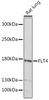 FLT4 Rabbit Polyclonal Antibod