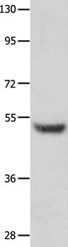 TP73 Antibody[35860]