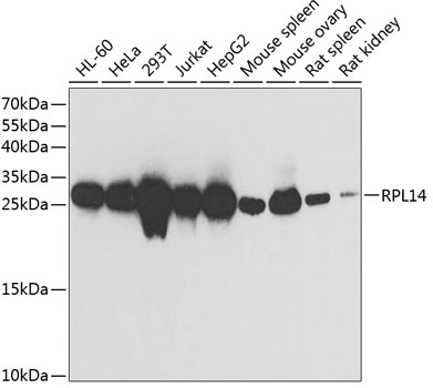 RPL14 Rabbit Polyclonal Antibo