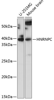 HNRNPC Rabbit Polyclonal Antib