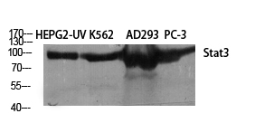 Stat3 Polyclonal Antibody[4146
