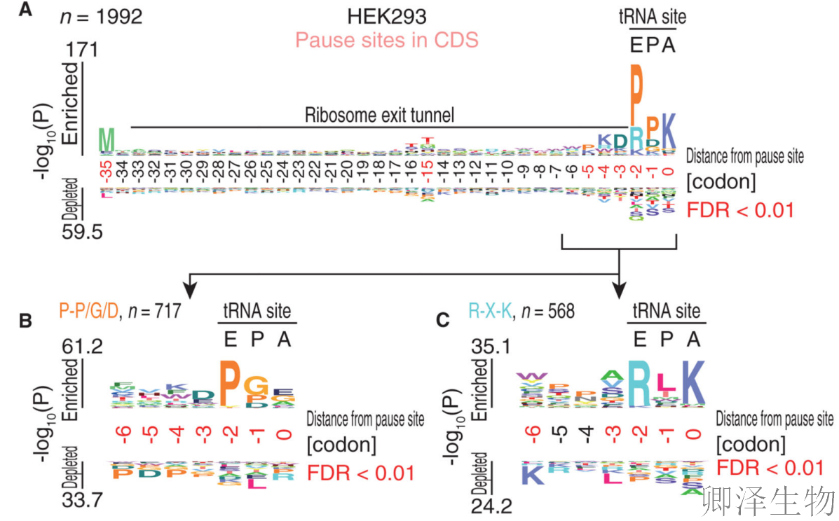 【Disome-seq-经典研究】 |核糖体