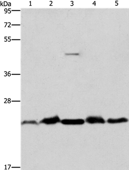 THOC7 Antibody[36221]
