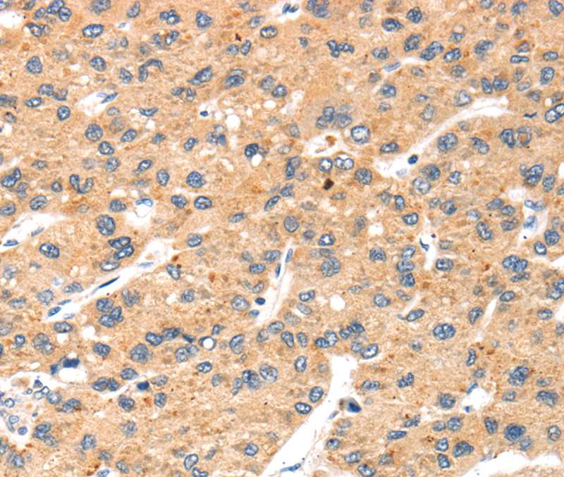 SLC24A6 Antibody[40213]