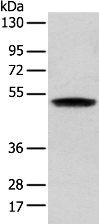 ZNF621 Antibody[43363]