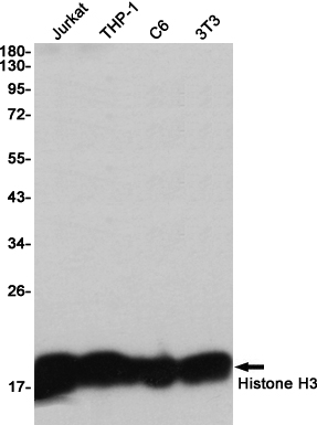 Histone H3 Rabbit mAb[52334]