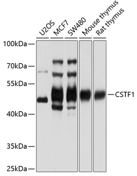 CSTF1 Rabbit Polyclonal Antibo