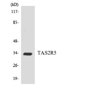 T2R5 Polyclonal Antibody[48849