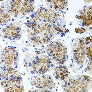 SSTR2 antibody[38600]