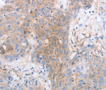 LILRB2 Antibody[35791]