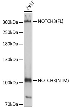NOTCH3 antibody[38587]