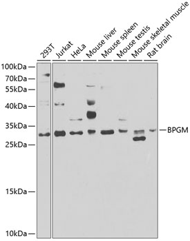 BPGM Rabbit Polyclonal Antibod