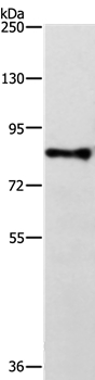 TRAF3IP1 Antibody[35968]