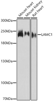 LAMC1 Rabbit Polyclonal Antibo