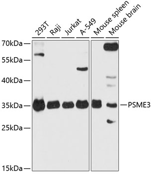 PSME3 Rabbit Polyclonal Antibo