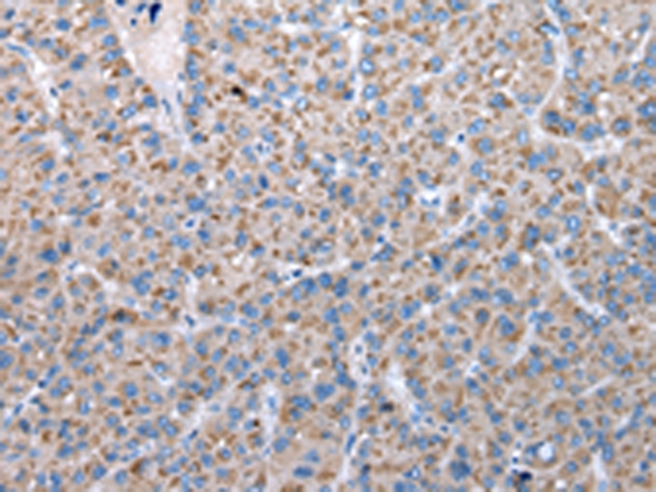 FKBPL Antibody[42860]