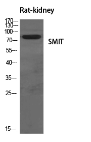 SMIT Polyclonal Antibody[41447