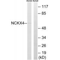 SLC24A4 Antibody[35062]