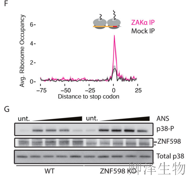 【核糖体碰撞-经典研究】 |细胞中的
