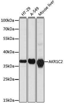 AKR1C2 Rabbit Polyclonal Antib