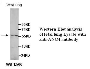 ANG4 Antibody[39356]