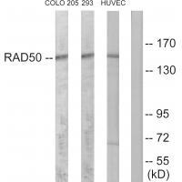 RAD50 Antibody[34297]