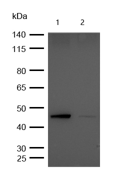 GSK3β(Phospho-Ser9) Rabbit mAb