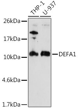 DEFA1 Rabbit Polyclonal Antibo