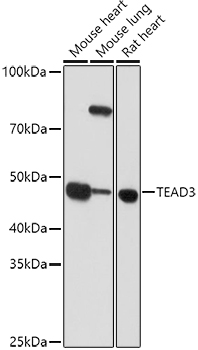 TEAD3 Rabbit Polyclonal Antibo