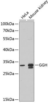 GGH antibody[38660]