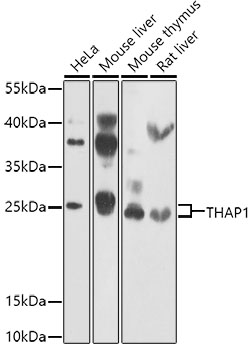 THAP1 Rabbit Polyclonal Antibo
