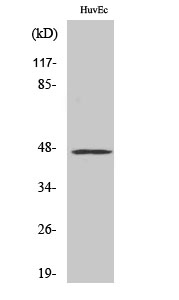 VASP Polyclonal Antibody[41529