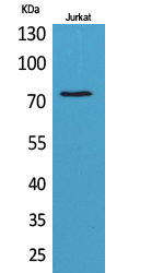 c-Myb Polyclonal Antibody[4172
